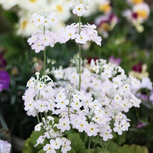 海蒂的花园小樱草小花报春花好养阳台庭院草本花卉易活植物盆栽苗