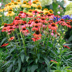 虹越家居专营店天猫虹越紫菀荷兰菊多年生宿根花卉植物耐寒花卉庭院