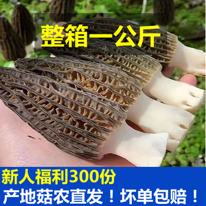 丽江羊肚菌新鲜云南特产鲜货鲜品鲜菌子蘑菇食用菌菇2斤1000g克装