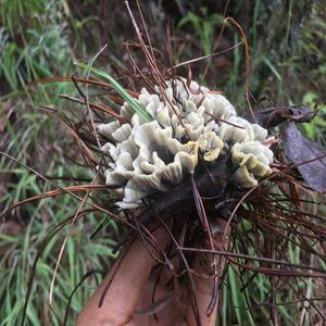 干巴菌马牙菌野生新鲜云南特产美味食用菌顺丰包邮