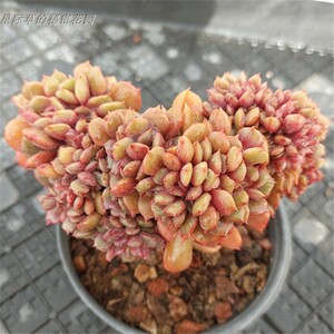 60生姜真难吃淘宝精控大红袍缀化多肉老桩精品稀有贵货好养耐寒耐冻