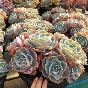 达芬奇密码多肉