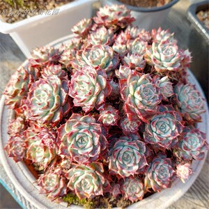 原始海滨格瑞 超大群生老桩 月影云南直发 纯露养 一物一拍 多肉