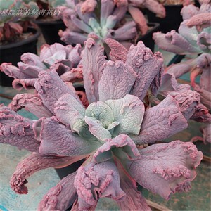 狂野男爵 多头超大群生老桩 包菜瘤子系列 云南一物一拍 多肉植物