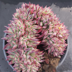 拉糖缀化 全状态暗红色血斑 云南直发 纯露养 一物一拍多肉植物