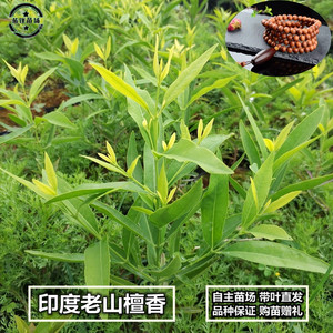 印度植物香