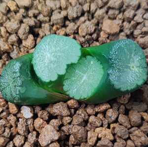 十二卷南阿星万象7厘米,实物拍照,带盆土发货,包邮.