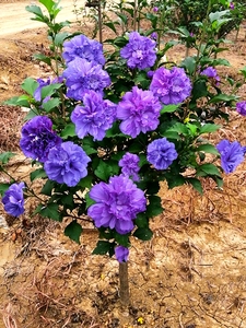 耐寒重瓣木槿花苗南北种植盆栽地栽四季开花庭院风景观赏绿化树苗