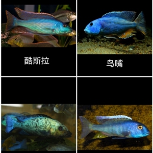 三湖慈鲷大马类鱼苗雪花豹酷斯拉新马头鸟嘴观赏鱼