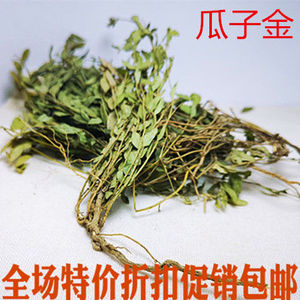 中药材瓜子金包邮野生瓜子金中草药来马回勒马回辰砂 惊风草