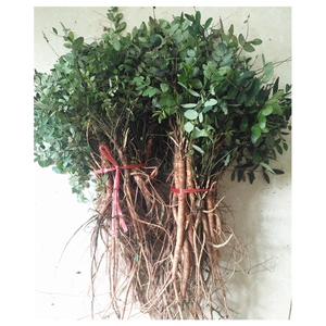 新鲜采挖甜地丁草萝卜地丁紫花地丁老鼠布袋米口袋全草500克