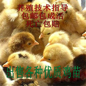 小鸡苗土鸡苗草鸡苗大小三黄鸡苗柴鸡苗麻鸡苗良凤花鸡苗活体包邮