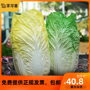 新款超大白菜道具软装橱柜展示 仿真蔬菜 娃娃菜模型教具田园装饰