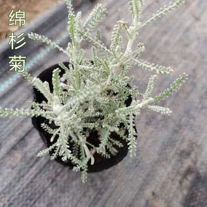 耐寒常绿 绵杉菊盆栽苗 薰衣草绵 驱虫 银色圣诞树 阳台庭院盆景
