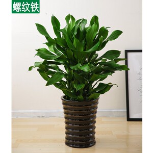 螺纹铁大富贵竹绿植室内盆栽四季常青54r4ktx0ua