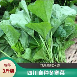 冬寒菜新鲜现摘马蹄菜四川时令蔬菜农家自种东汉菜东苋菜熬粥煮汤