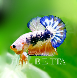 泰国斗鱼印尼fancy超半月将军实物拍摄包活体包损热带观赏小型鱼