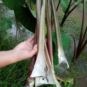 0024人付款淘宝【2斤】广西新鲜芋苗杆广菜芋荷芋梗白玉苗杆芋蒙蔬菜