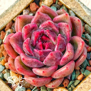 多肉黑玫瑰女王