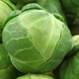 新鲜优质孢子甘蓝 小包菜可生炒做汤烘焙白切沙拉绿色蔬菜 500g