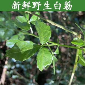 新鲜野生白簕鹅掌簕三加皮三叶五加苦刺簕钩菜中草药三叶带刺苦树