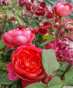 本杰明布里顿月季