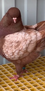 【摩登那鸽子蛋】摩登那鸽子蛋品牌,价格 - 阿里巴巴