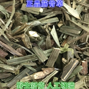 四棱筋骨草