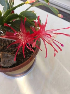 仙缘花卉进口蟹爪兰叶仙木麒麟嫁接一棵接多色一物一拍索菲亚珊瑚