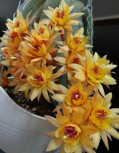 仙缘花卉仙人掌科进口杂交2号黄金钮一物一拍多肉植物盆栽保对版