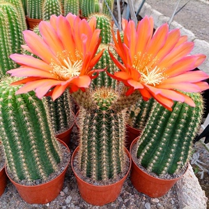 毛花柱开大花仙人柱 飞碟时光仙女杏光辉仙人球多肉植物31人付款19