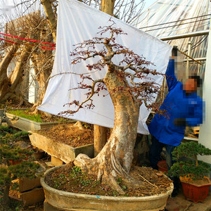 庭院风景树 大型精品榆树盆景树桩小叶榆树  桩 古老树桩实物