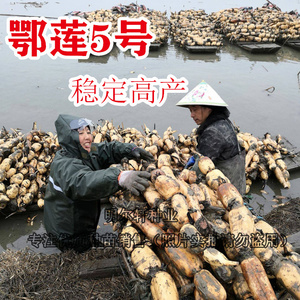 鄂莲五号3537莲藕苗藕种子食用荷花莲花浅水藕种苗农田池塘可种