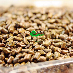 决明子 500g 马蹄决明 钝叶决明 假绿豆 草决明 云南道 2斤包邮