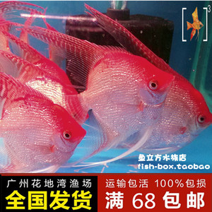 钻石红头神仙鱼 3--9cm 燕鱼慈鲷 热带观赏鱼 活体