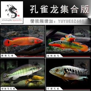 胭脂孔雀龙绿斑马孔雀龙兰篮提血喉斑马孔雀龙乔安娜南美孔雀龙鱼