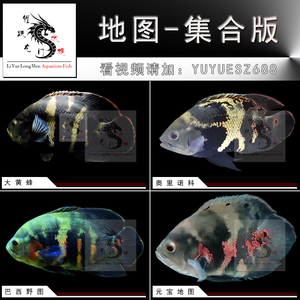 野生大黄蜂地图鱼巴西野图元宝地图鱼奥里诺科地图奥图鱼龙鱼配鱼