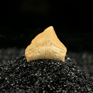 摩洛哥乌鸦鲨牙齿化石古生物鱼牙化石原石标本收藏科普手工饰品吊