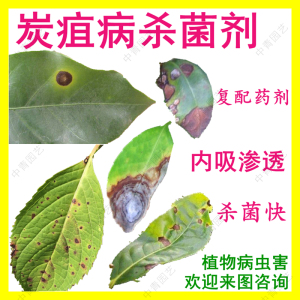 茶花茶树黄杨绣球琴叶榕锈斑病炭蛆病炭疽病专用的杀菌剂专治农药
