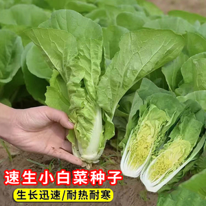快菜种子20天速生小白菜孔雀菜娃娃菜上海青香菜花菜四季蔬菜种籽