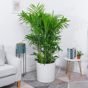 夏威夷椰子盆景 大型绿植办公室阳台客厅吸甲醛净化空气常绿植物