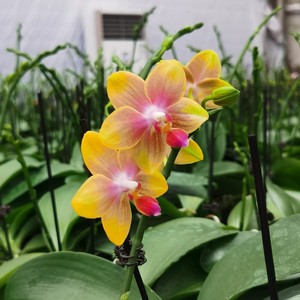 蝴蝶兰 金树二代 带香味蜡质花超耐摆 抽梗苗 带花剑 双剑