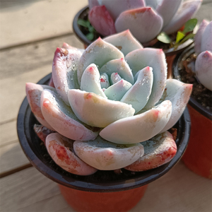 江苏基地直发控养嫦娥9cm盆多肉植物组合套餐室内花卉植物盆栽