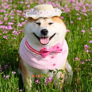 柏万同款柴犬蕾丝小雏菊草帽宠物帽子遮阳渔夫帽猫咪狗狗可爱饰品