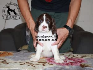 活体出售英国展示型史宾格优秀公犬幼犬