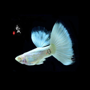 【黄礼服孔雀鱼】黄礼服孔雀鱼品牌,价格 - 阿里巴巴