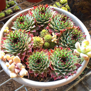 多肉灵娟多肉植物铁观音长生草一物一拍清晟园艺精养实拍满58包邮