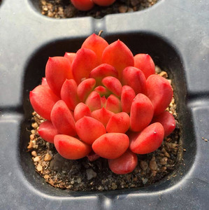 红宝石多肉植物群生一物一拍清晟园艺精养实拍包邮3月初更新