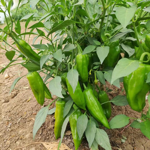 薄皮螺丝辣椒苗