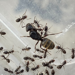 光胸臭蚁sp 大型不知名光胸臭蚁属蚂蚁 好养繁殖快 爆产选它